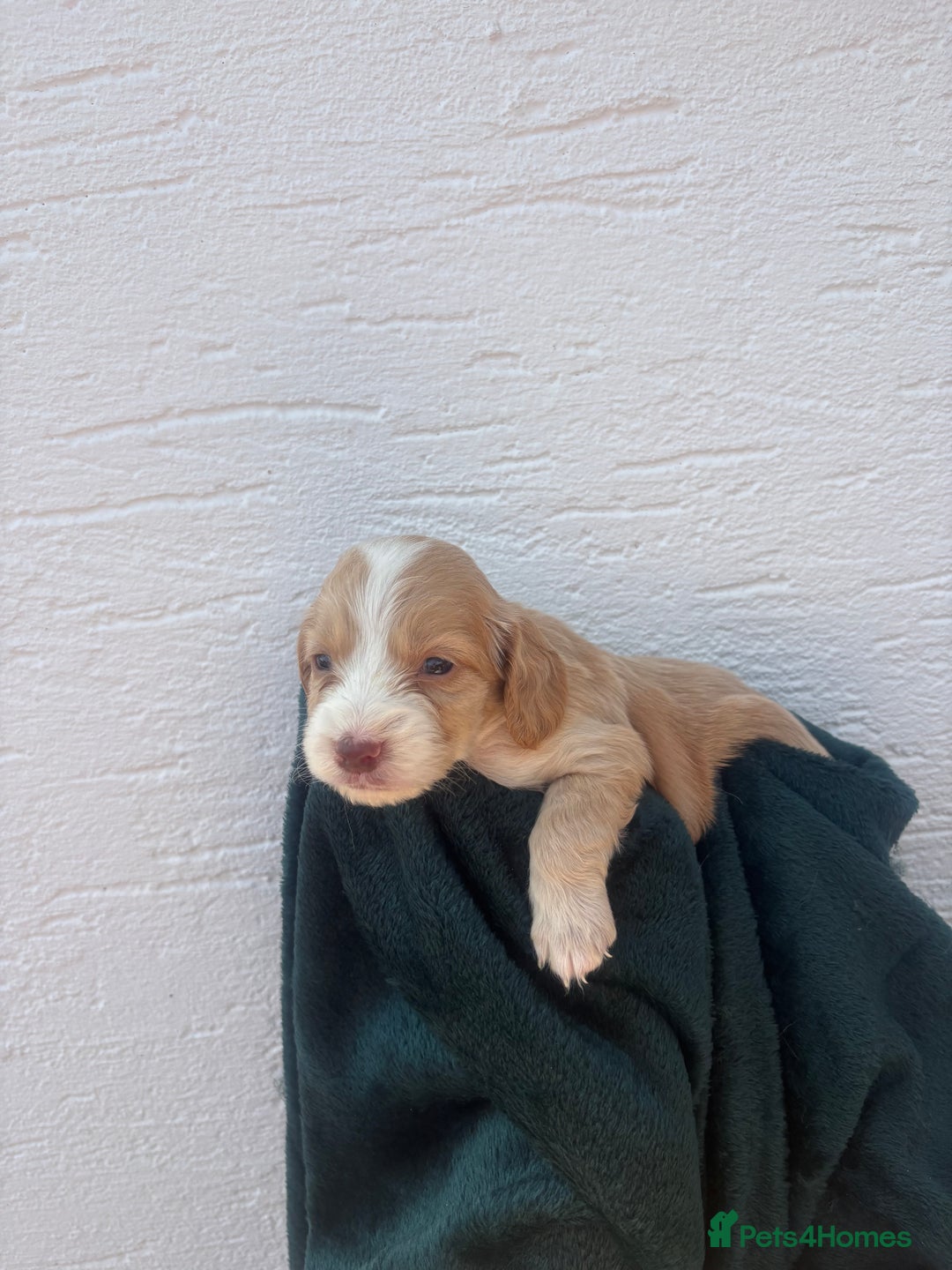 Cocker Spaniel dogs for sale: Cocker spaniel puppys - Image 8