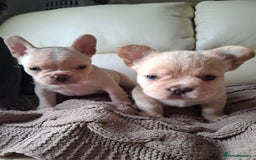 French Bulldog dogs for sale: French bulldog pups - Image 2