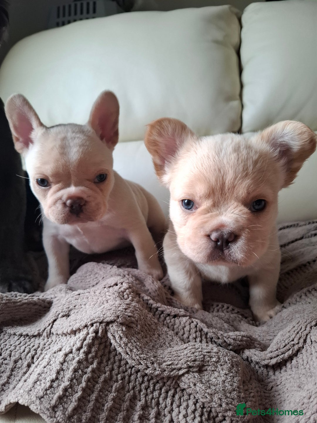 French Bulldog dogs for sale: French bulldog pups - Image 2