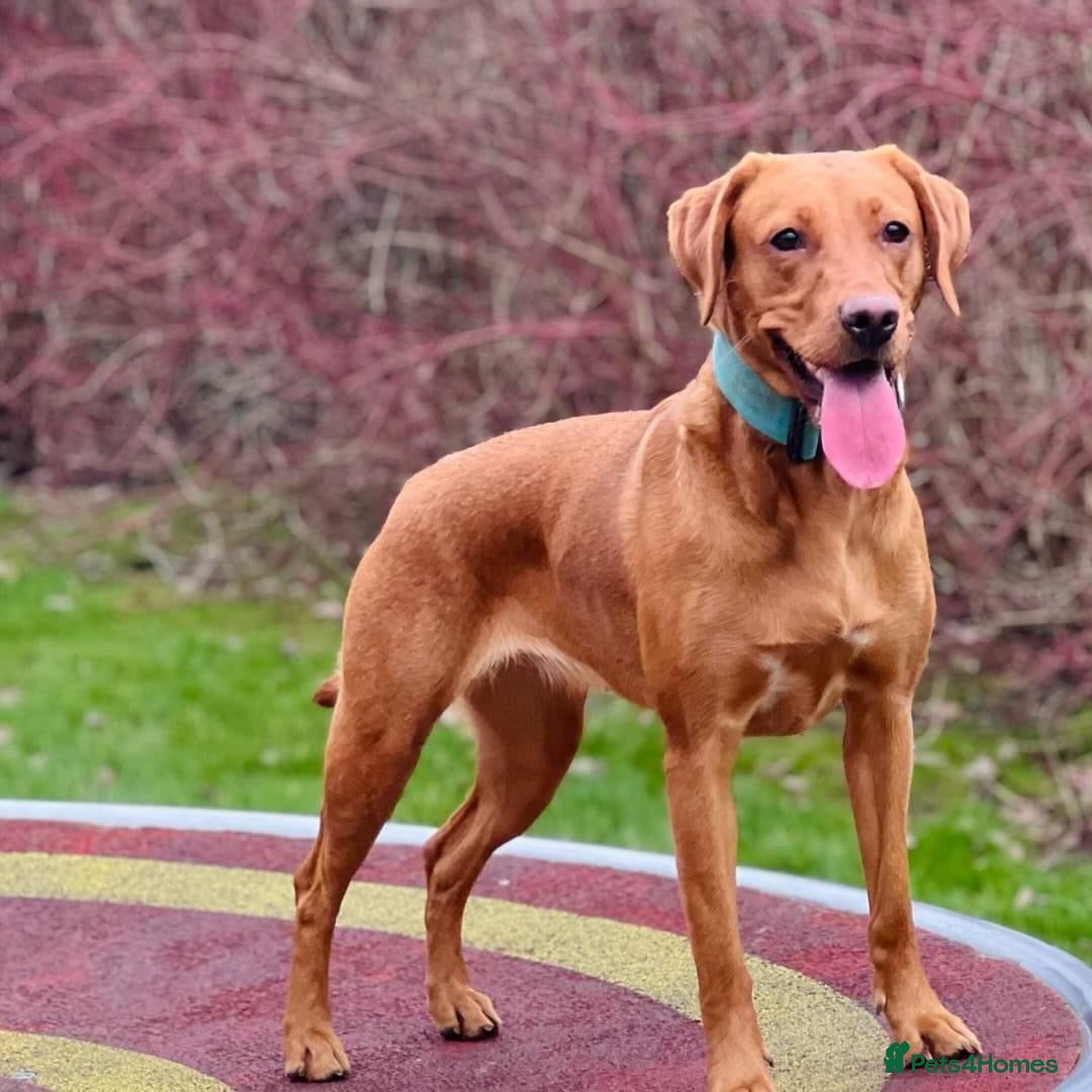 Labrador Retriever dogs Red Fox Labrador  - Advert 15