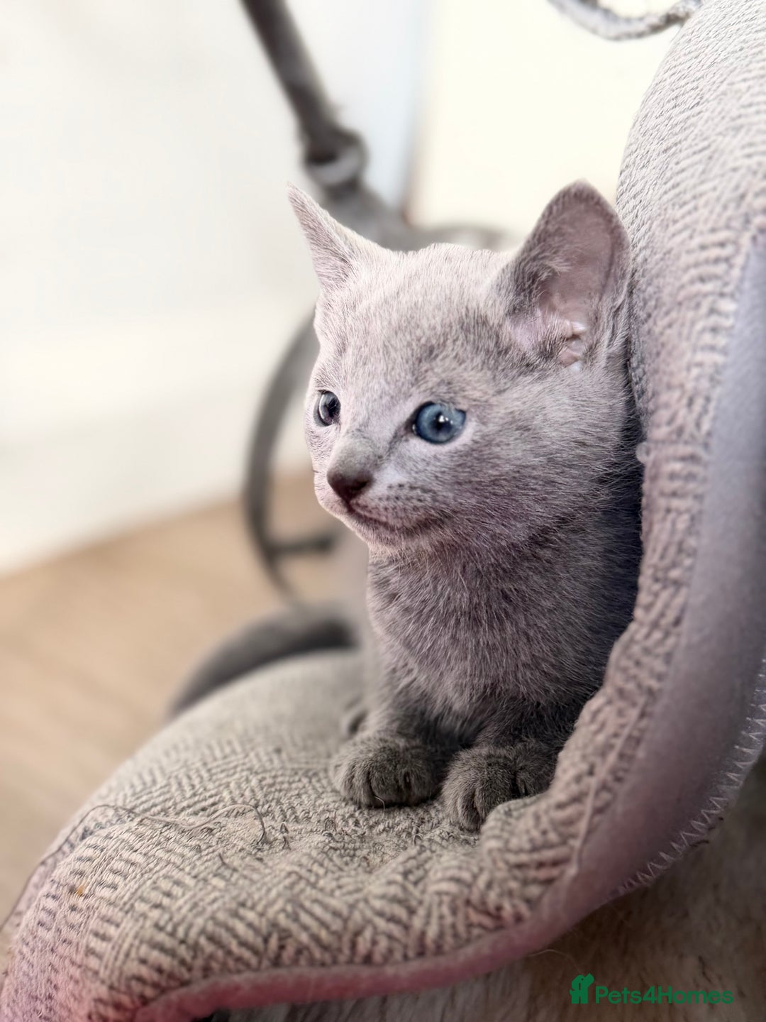 Russian Blue cats for sale: American lines Russian Blue Kittens. - Image 12