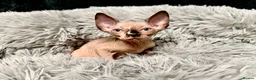 Sphynx cats for sale: TICA Reg Sphynx Kittens, Extensive Genetic Testing - Advert 8