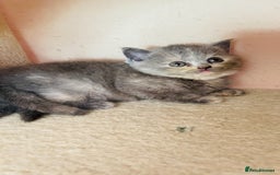 Scottish Fold cats for sale: Beautiful litter of Scottish fold  reservation 😍 - Image 11