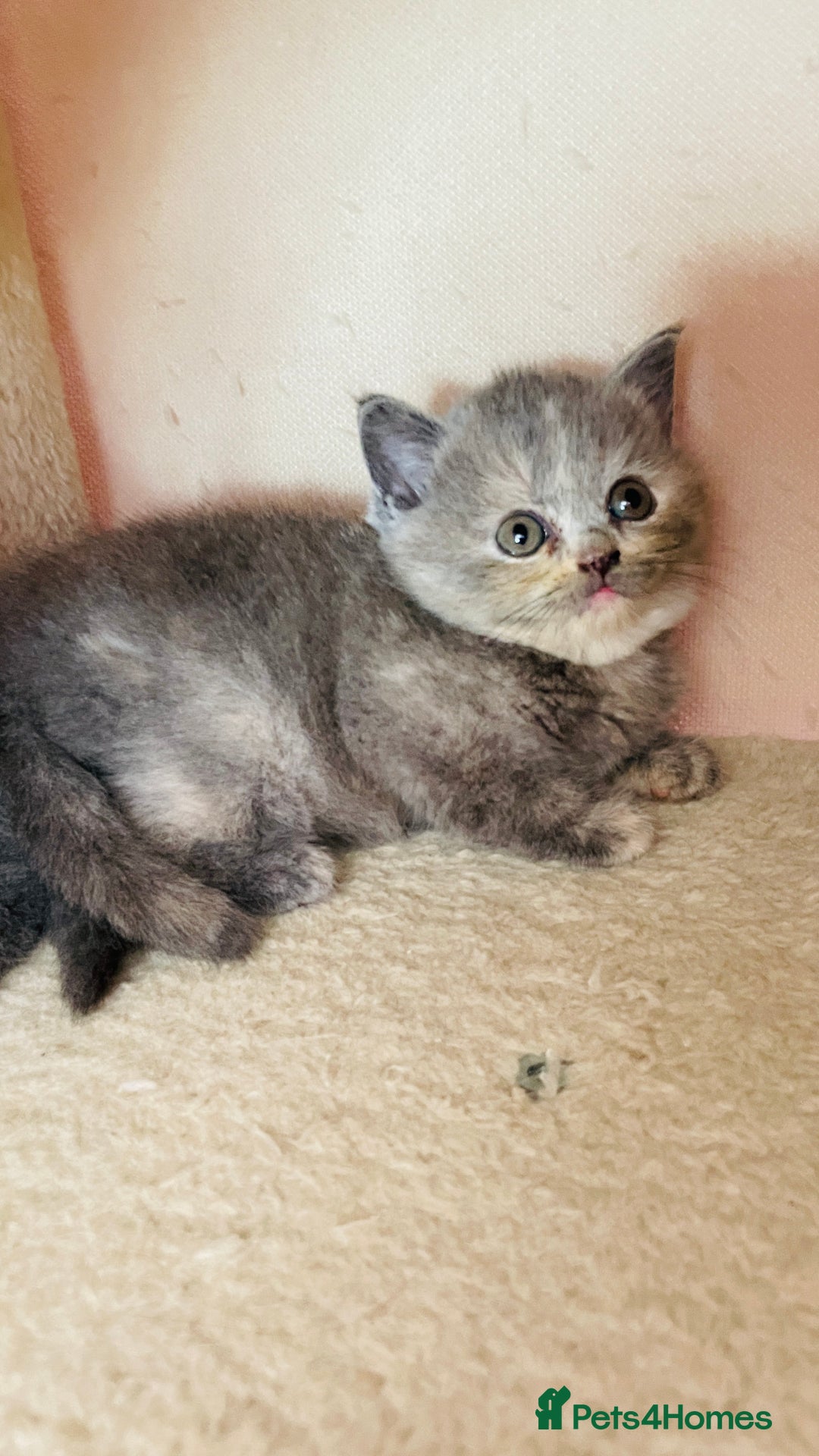 Scottish Fold cats for sale: Beautiful litter of Scottish fold  reservation 😍 - Image 11
