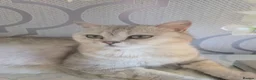British Shorthair cats for sale: British shorthair x - Advert 4