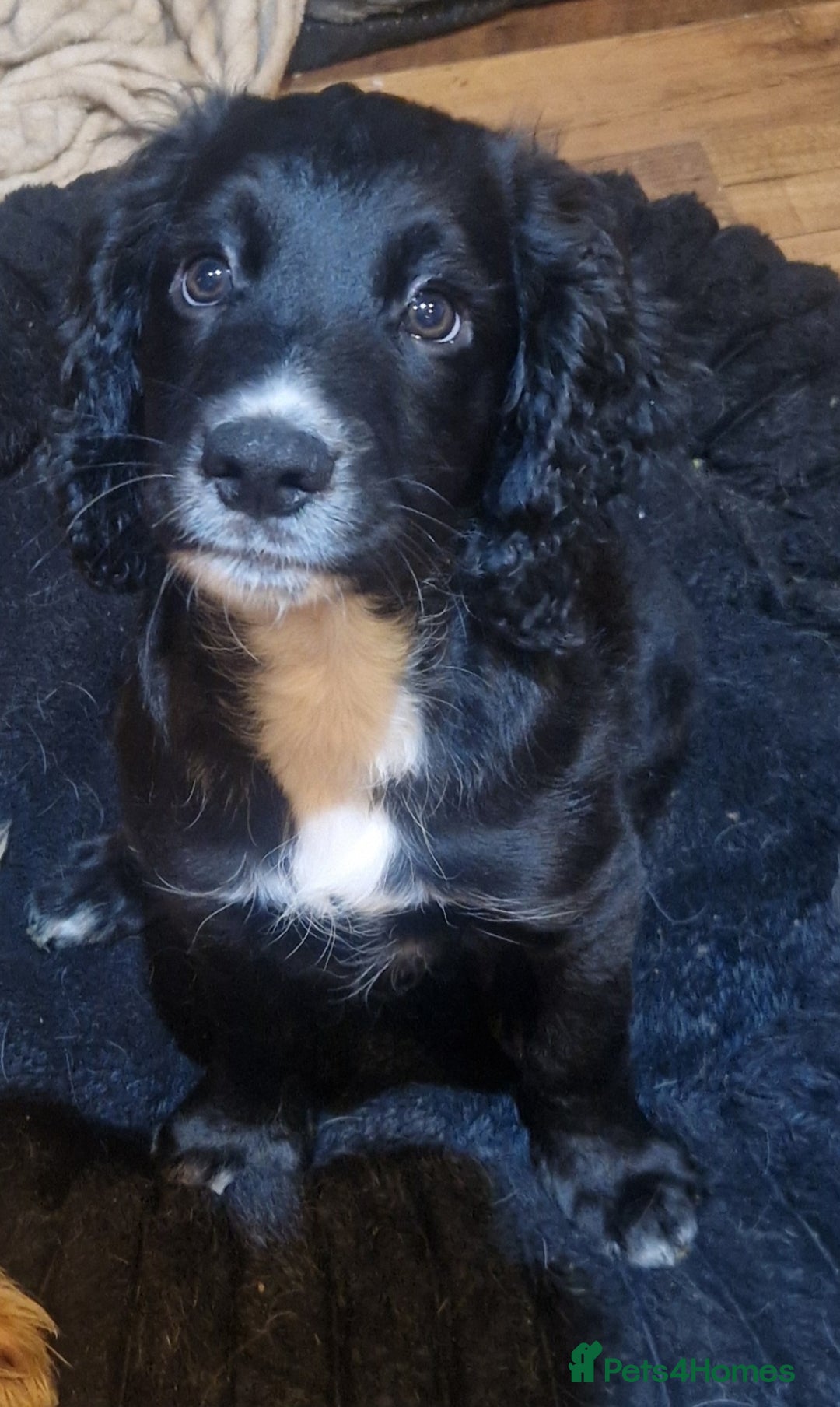 Cocker Spaniel dogs for sale: Last boy left !! working cocker spaniels - Advert 31