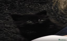 British Longhair cats for sale: kittens available now! - Image 3
