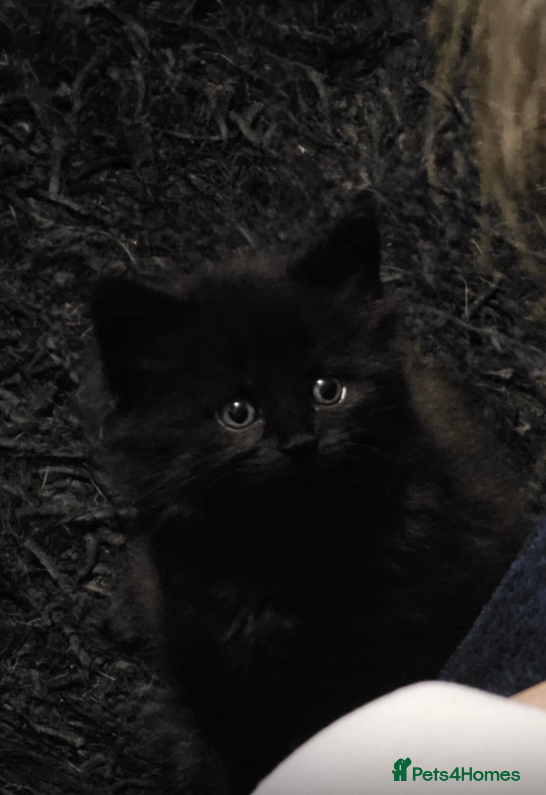 British Longhair cats for sale: kittens available now! - Image 3