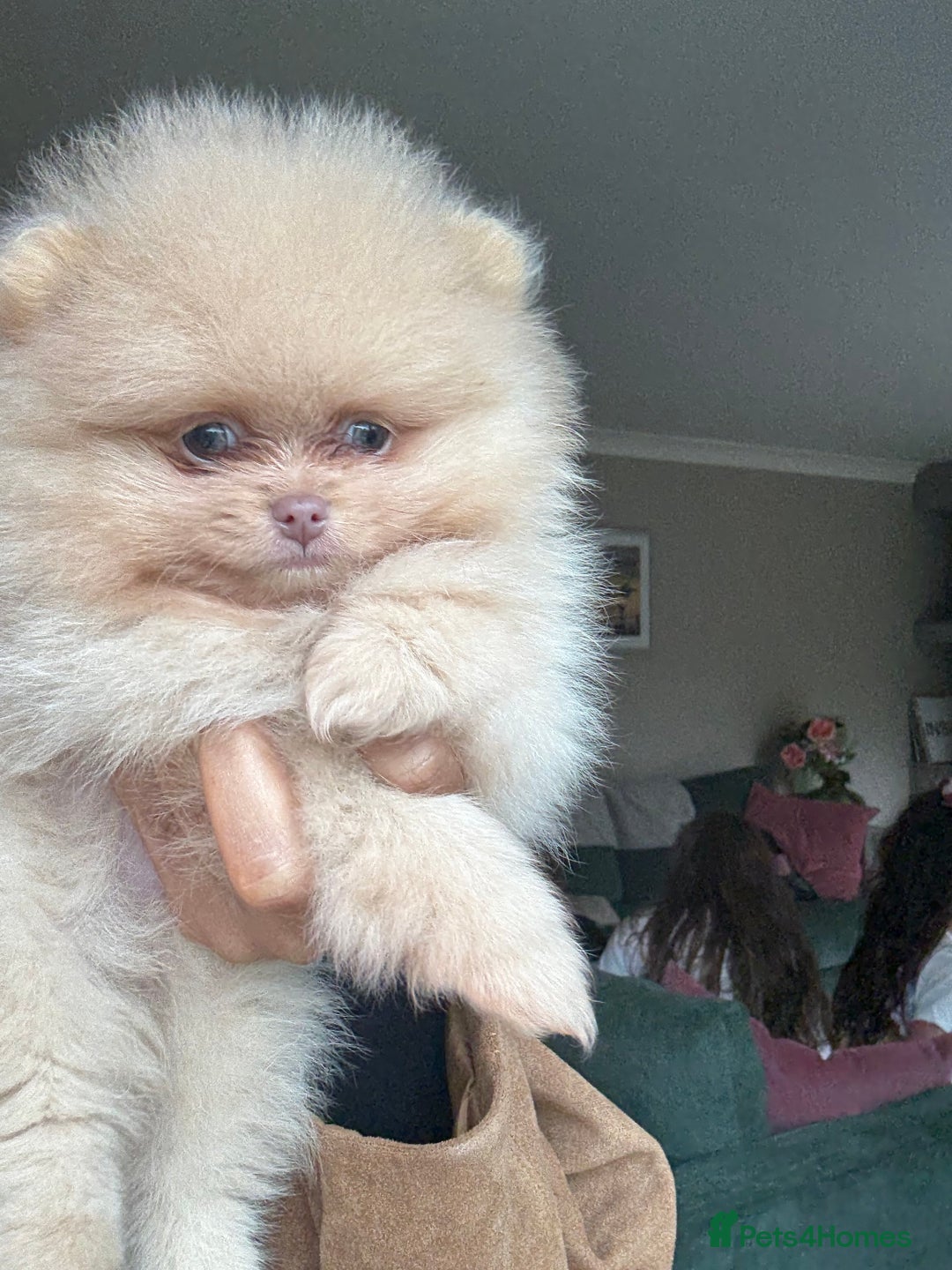 Rare Pomeranian Puppies for sale Pets4Homes