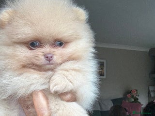 Pomeranian dogs - Advert 7