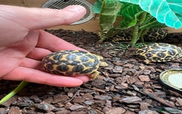 Tortoise reptiles for sale: Indian star tortoise  - Image 6
