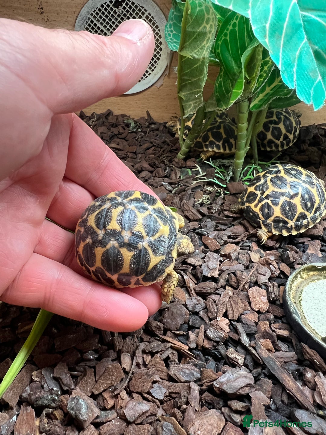 Tortoise reptiles for sale: Indian star tortoise  - Image 6