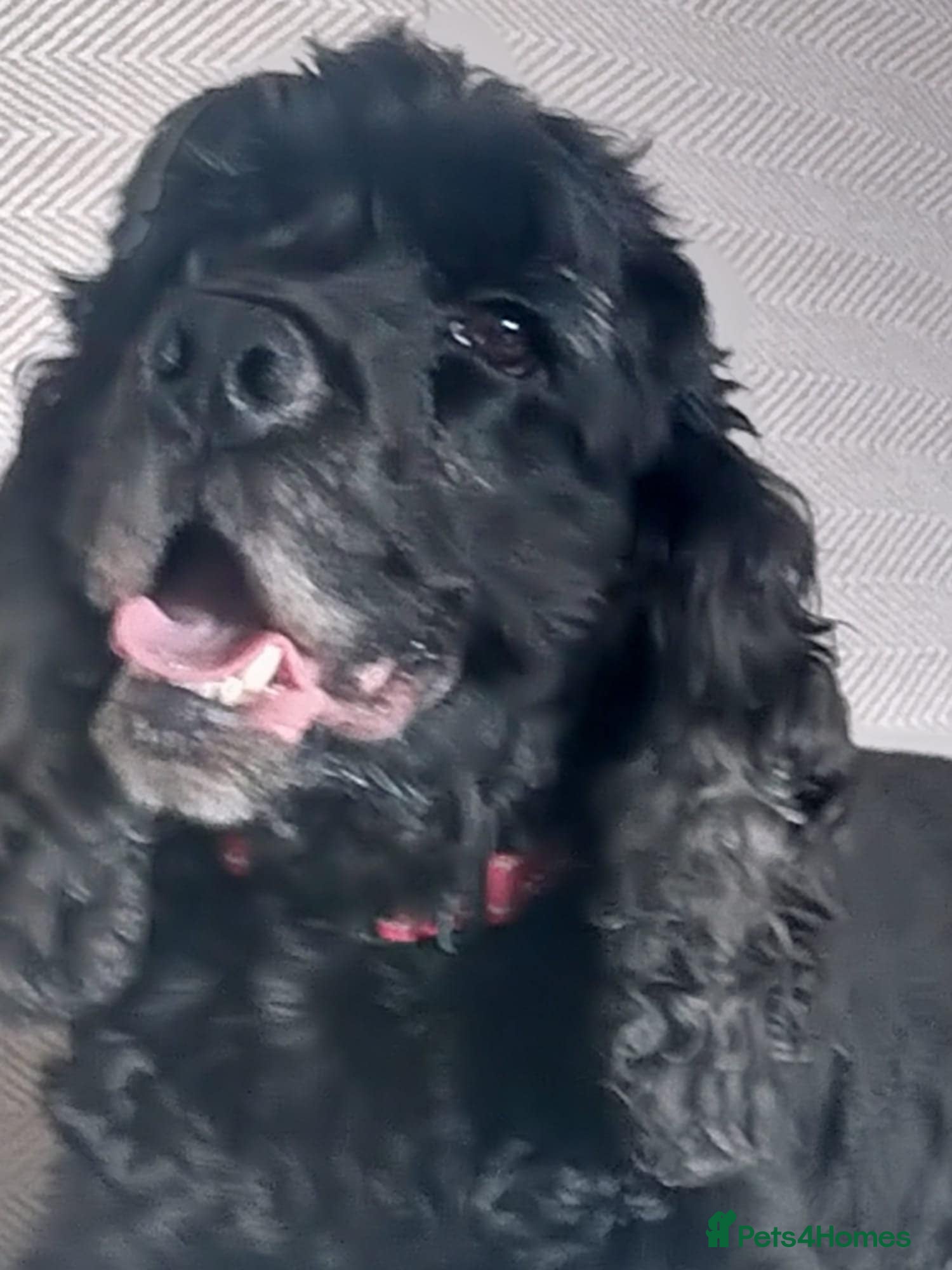 Cocker Spaniel dogs Show Cocker spaniel - Advert 1