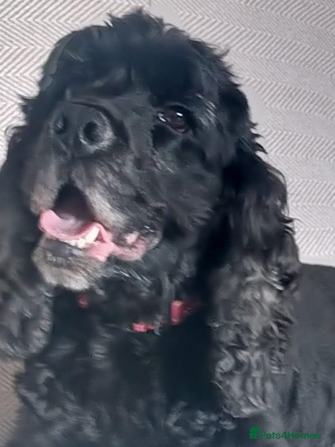 Cocker Spaniel dogs for sale: Show Cocker spaniel - Advert 1