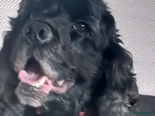 Cocker Spaniel dogs Show Cocker spaniel - Advert 18