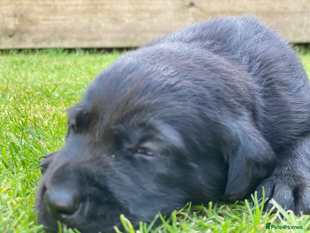 Labrador Retriever dogs for sale: Black Labrador puppies  - Image 2