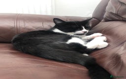Domestic Shorthair cats for sale: Adorable Tuxedo Kitten - Looking for a Loving Home - Image 2