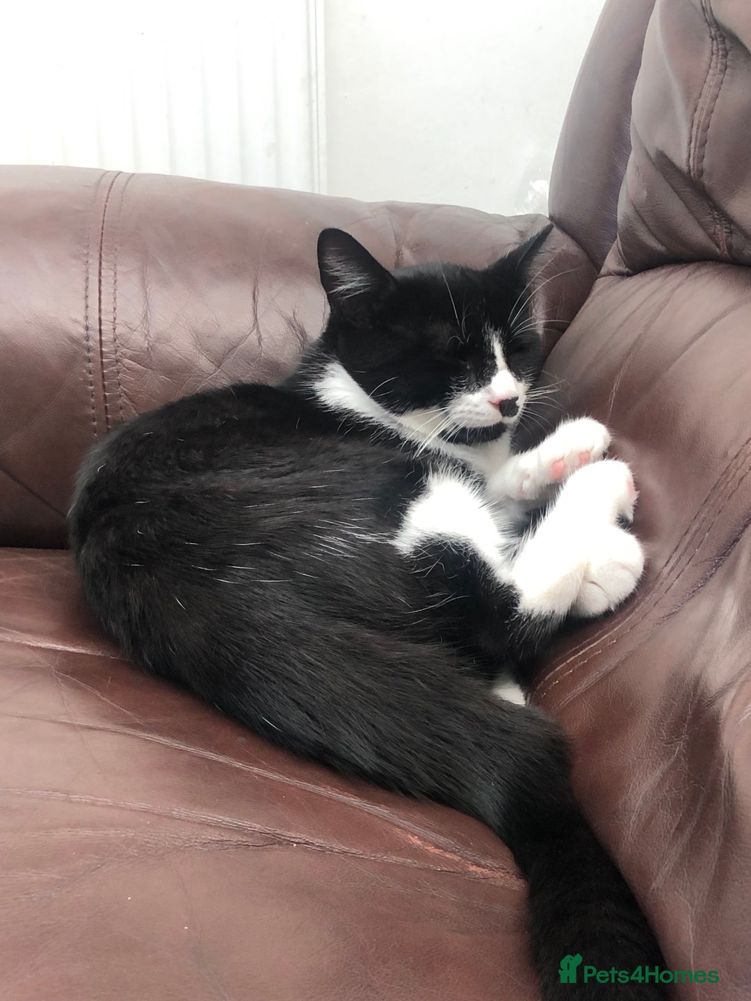 Domestic Shorthair cats for sale: Adorable Tuxedo Kitten - Looking for a Loving Home - Image 2