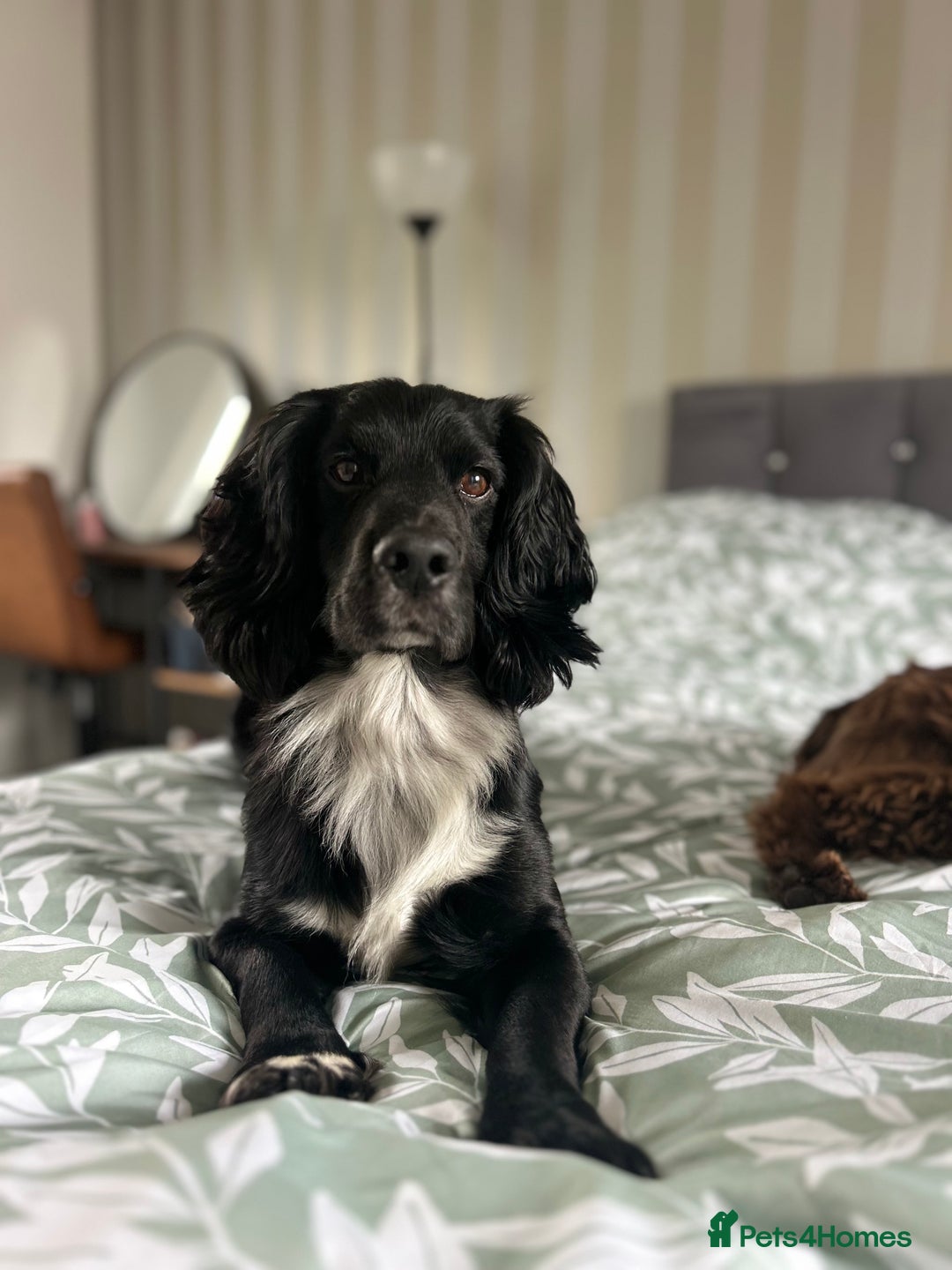 Cocker Spaniel dogs for stud: Cocker spaniel for stud  in Melton Mowbray - Advert 1