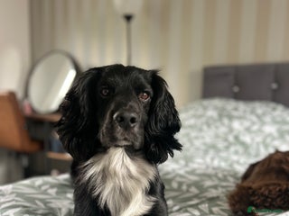 Cocker Spaniel dogs Cocker spaniel for stud in Melton Mowbray - Advert 17