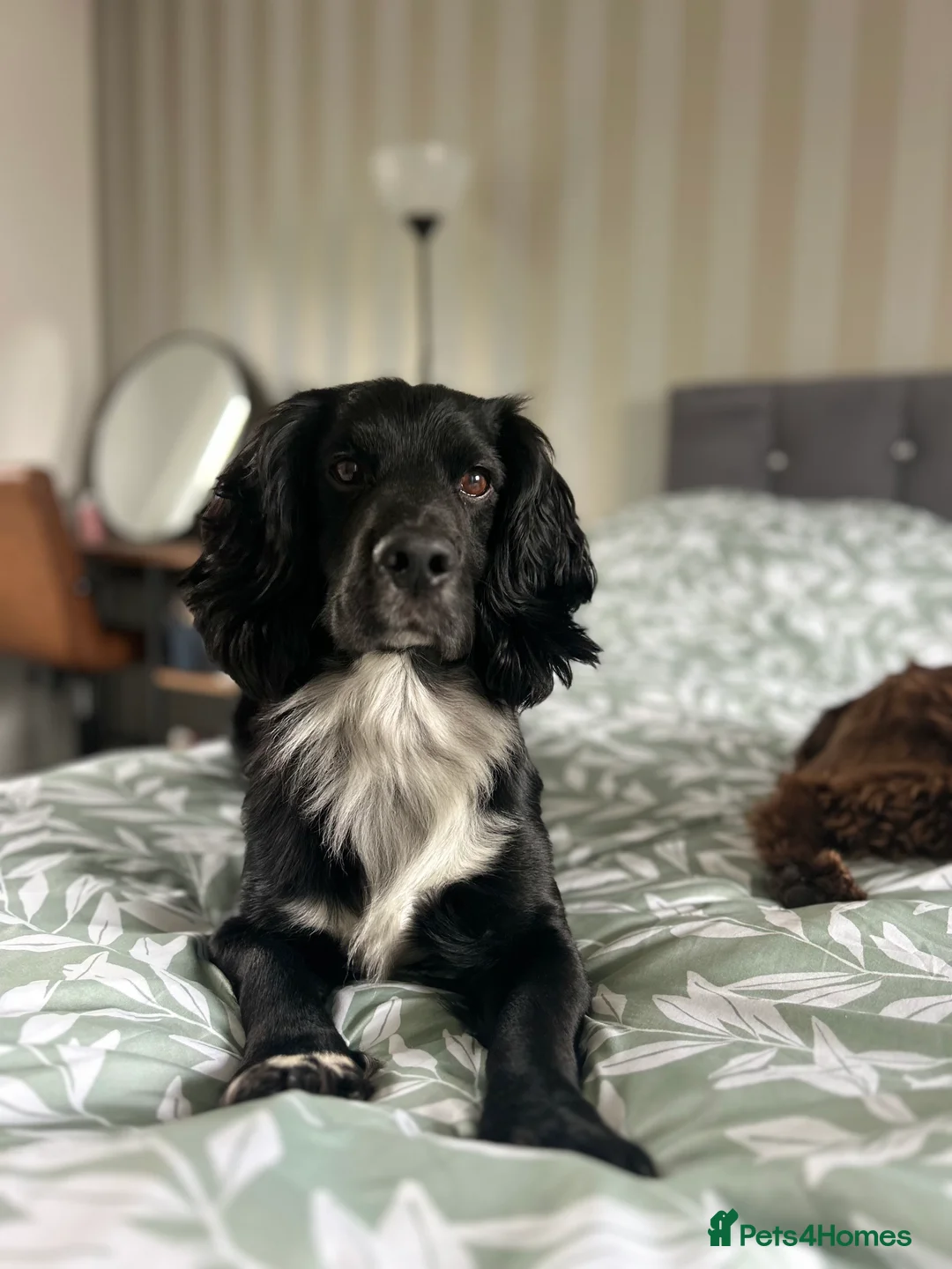 Cocker Spaniel dogs for stud: Cocker spaniel for stud  in Melton Mowbray - Advert 1