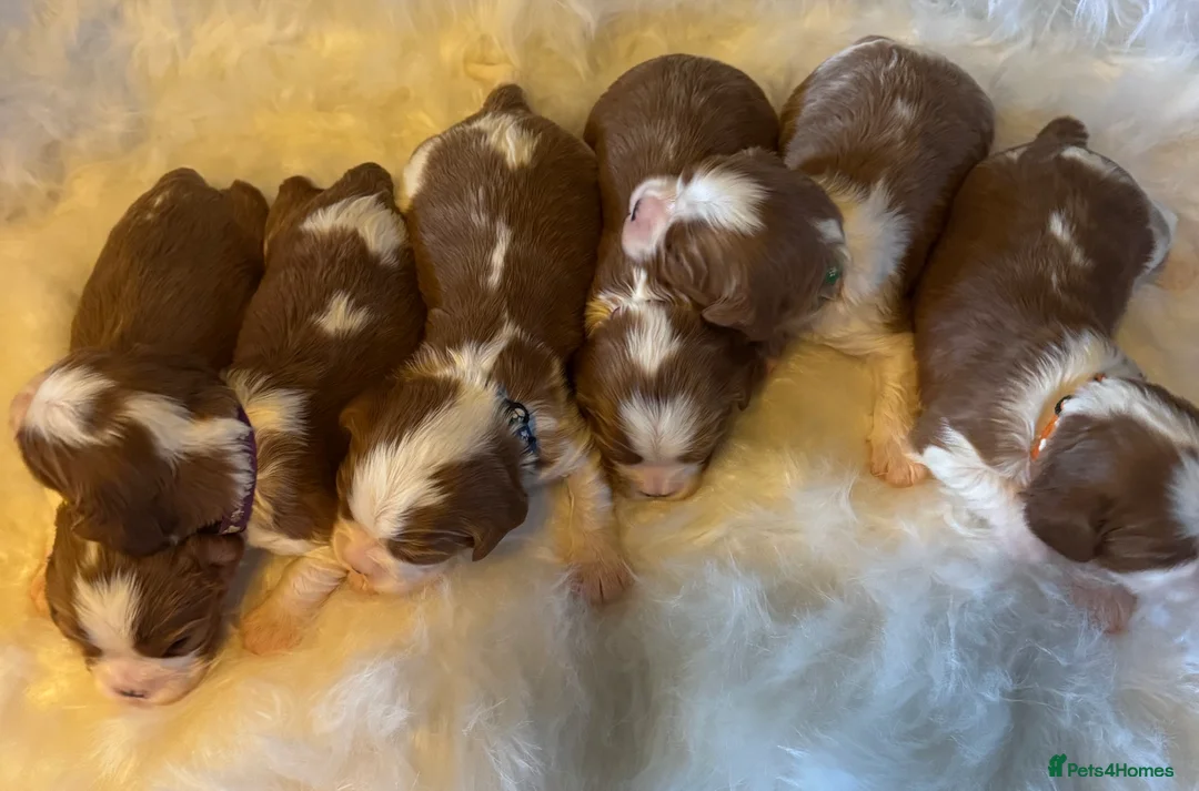 Cavalier King Charles Spaniel dogs for sale: Cavalier King Charles KC reg DNA 5* home breed - Advert 11
