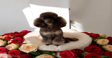 Toy Poodle dogs ***Kc chocolate phantom none fading *** in Retford - Advert 5