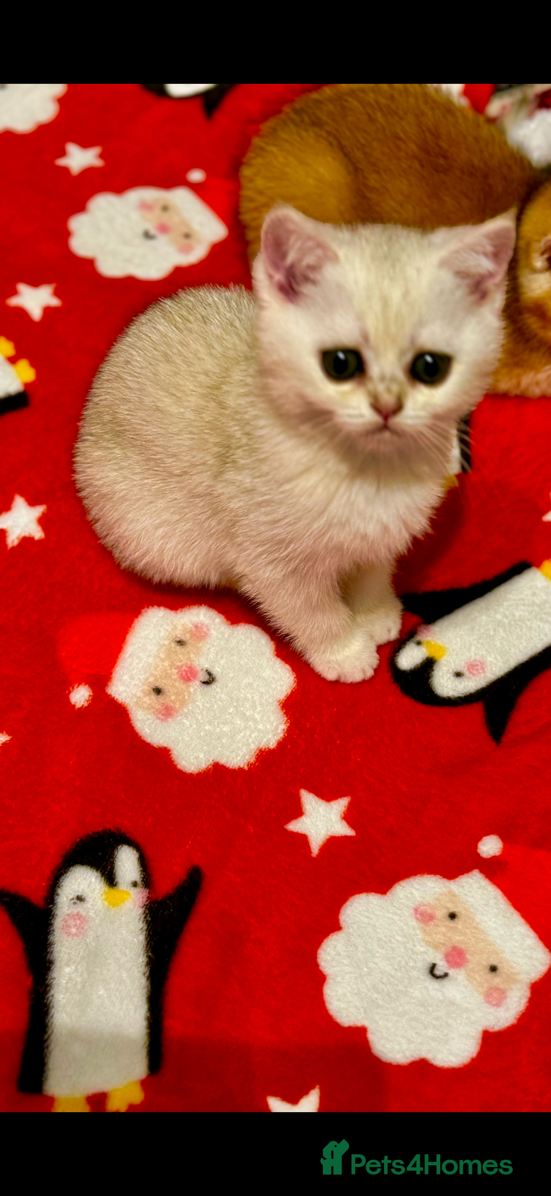 Scottish Fold cats for sale: Scottish pedigree kittens fold and straight - Advert 7