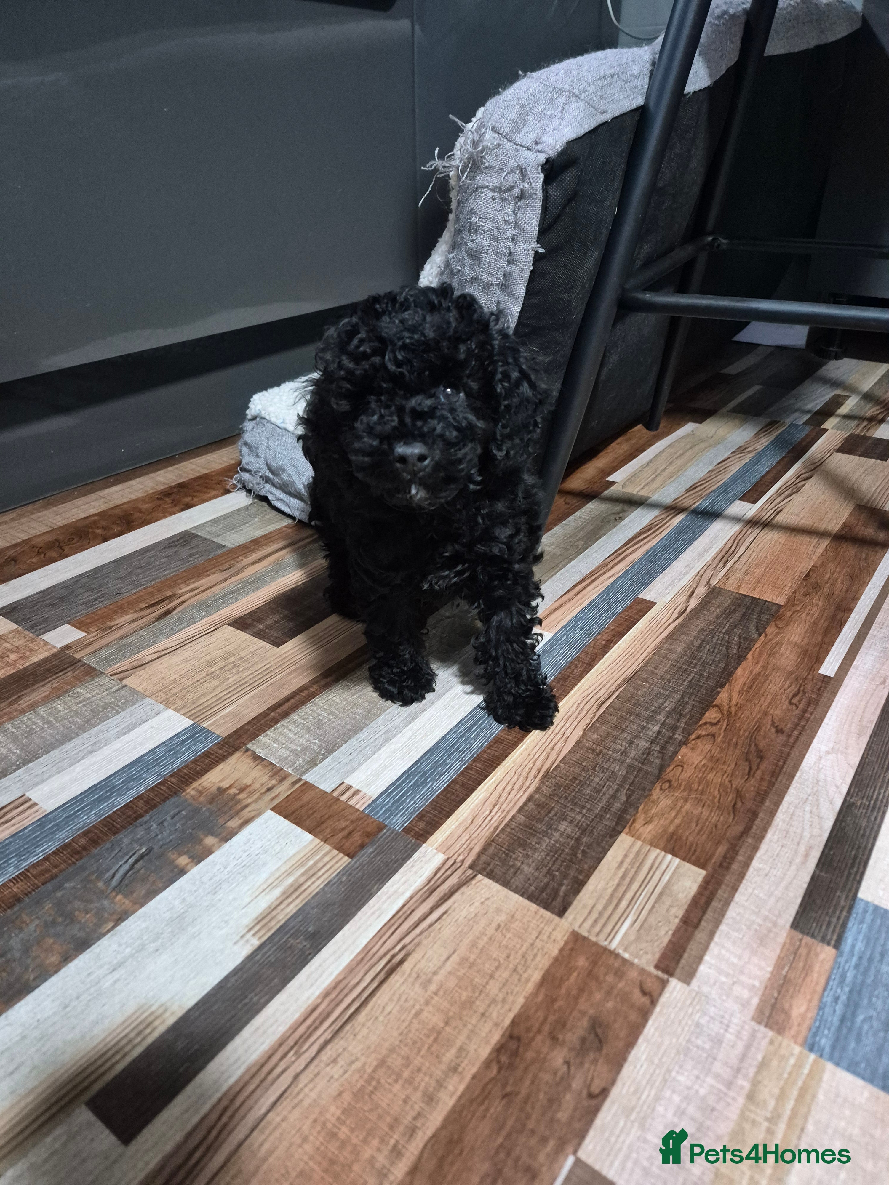 Toy Poodle dogs Kc male toy poodle - Advert 1