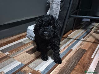 Toy Poodle dogs Kc male toy poodle - Advert 12