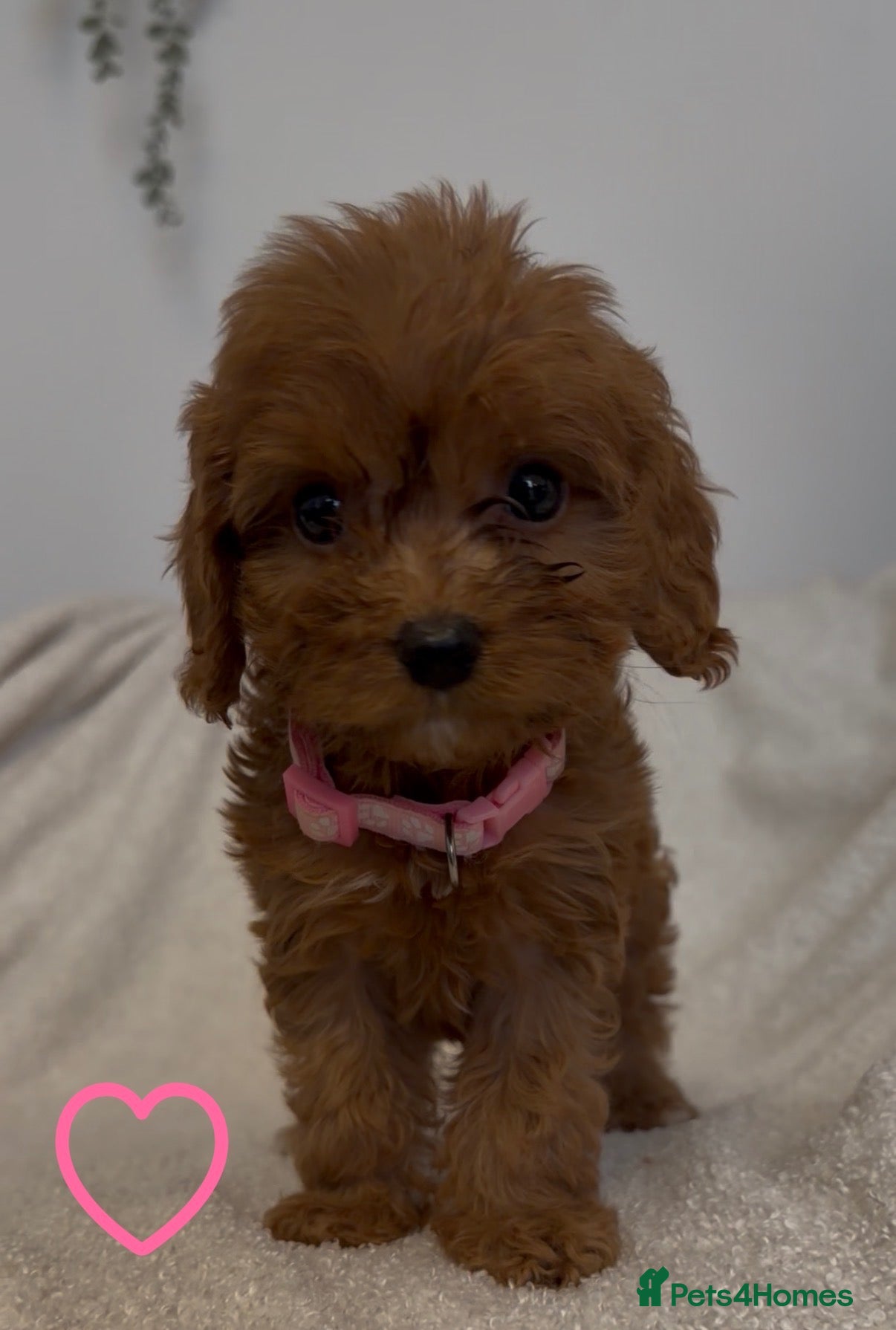 Cavapoo dogs F1 Cavapoo puppies. Boys and Girls available  - Advert 2