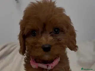 Cavapoo dogs F1 Cavapoo puppies. Boys and Girls available - Advert 2