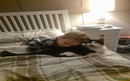 British Shorthair cats for adoption: 🪙Penny🪙 for adoption, fostered in BUCKS - Image 7