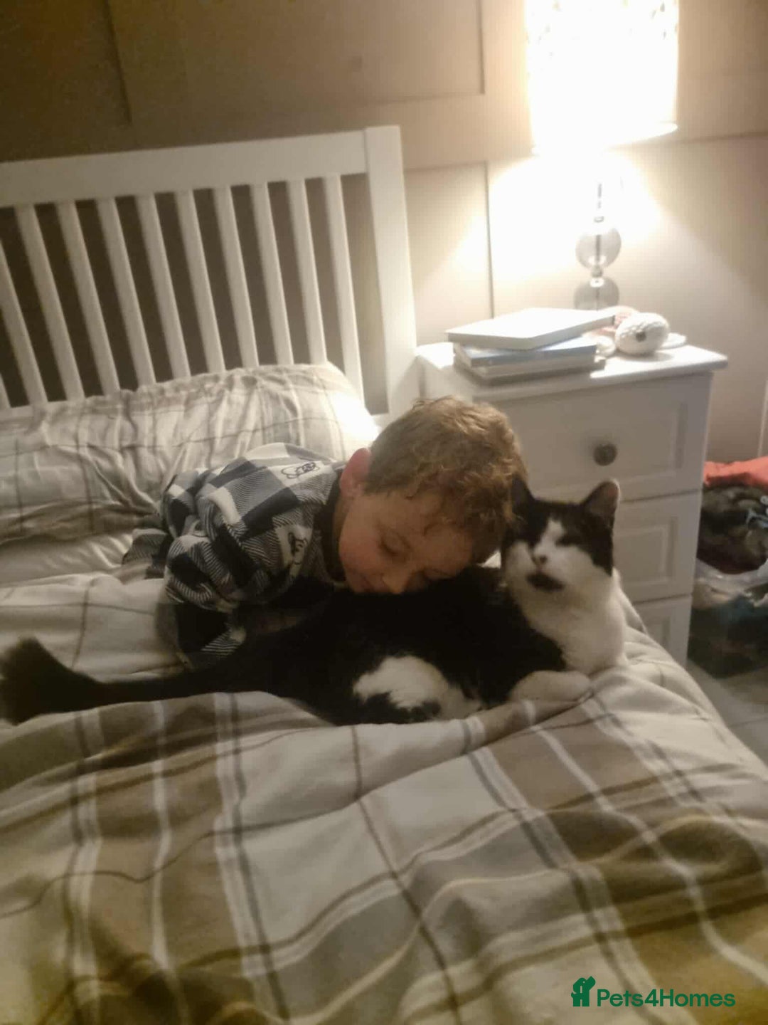 British Shorthair cats for adoption: 🪙Penny🪙 for adoption, fostered in BUCKS - Image 7