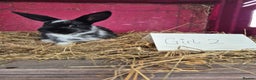 Mini Lop rabbits for sale: Bunnies looking for new homes - Advert 10