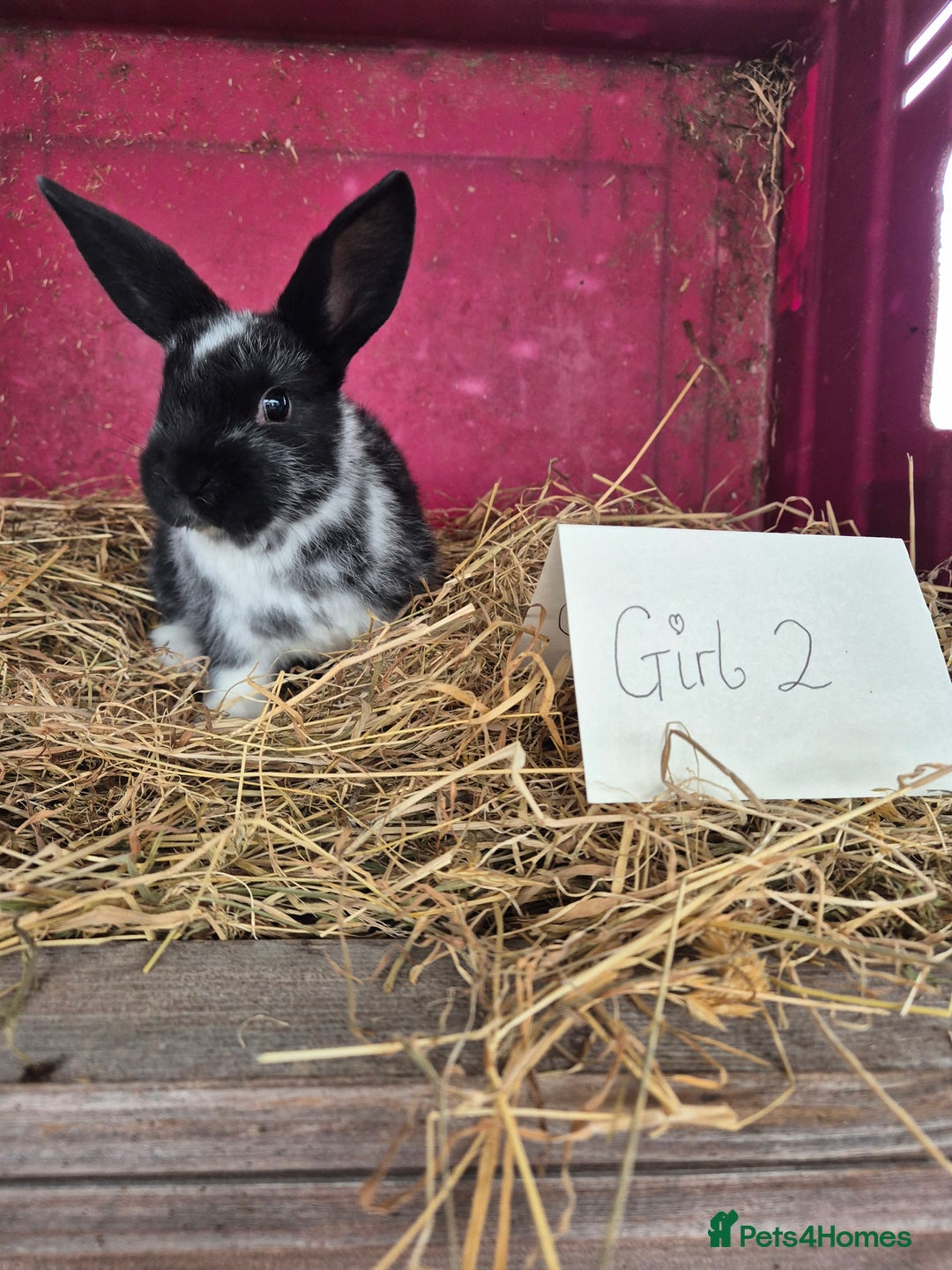Mini Lop rabbits for sale: Bunnies looking for new homes - Advert 10