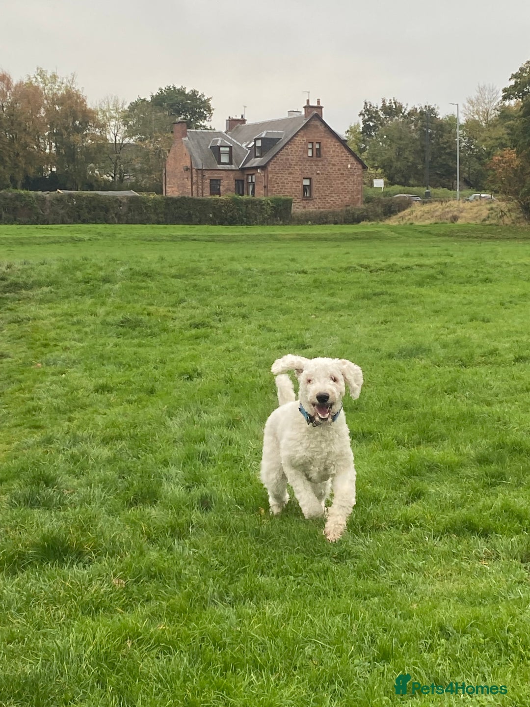 Goldendoodle dogs for stud: Standard multigenerational goldendoodle for stud - Advert 7