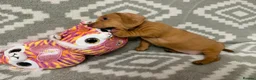 Miniature Dachshund dogs for sale: Beautiful Miniature Puppy Dachsung  - Advert 12