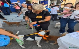 Staffordshire Bull Terrier dogs for adoption: Daizy- dog, child, stranger friendly! - Advert 3