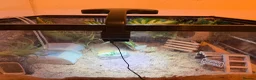Crabs invertebrates for sale: Two Purple Pincher Hermit Crabs + Habitat  in Brighton - Advert 6