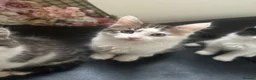Domestic Shorthair cats for sale: Kittens for sale  in Gillingham - Advert 3