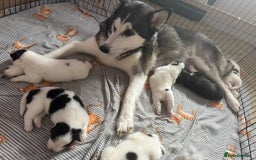 Mixed Breed dogs for sale: Samusky Puppy Female - Image 7
