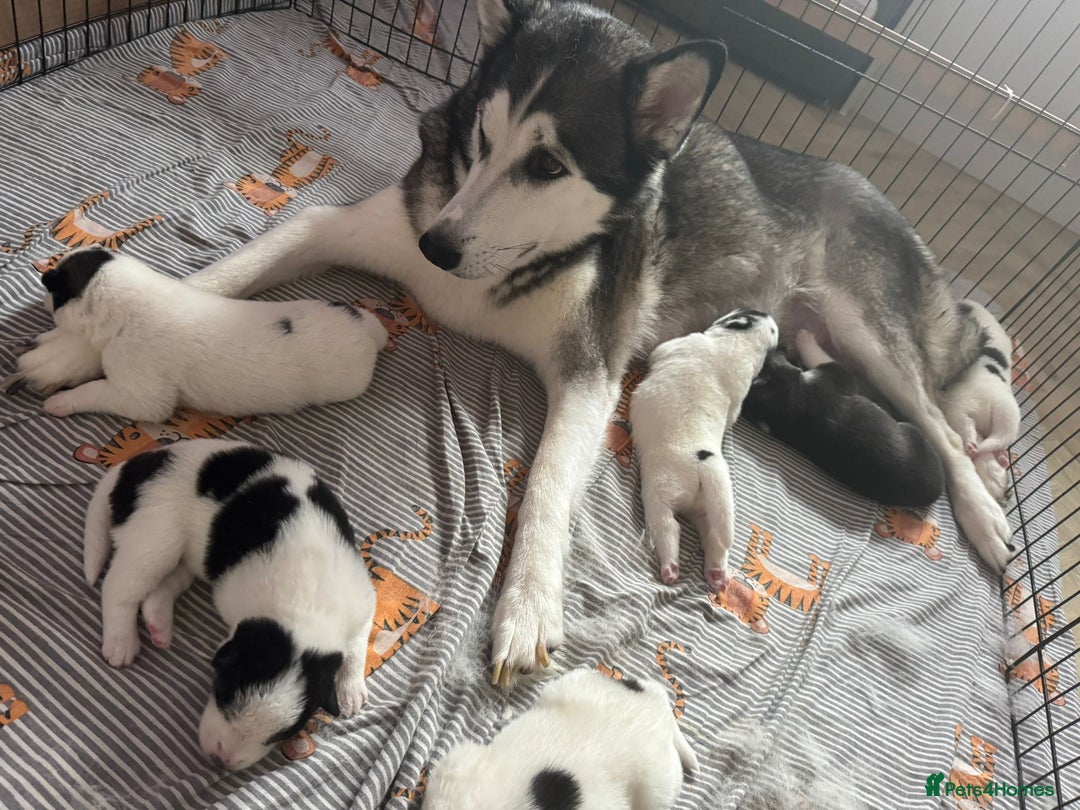 Mixed Breed dogs for sale: Samusky Puppy Female - Image 7