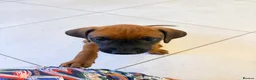 Rhodesian Ridgeback dogs for sale: Outstanding Rhodesian Ridgeback puppies ready 4wk - Advert 7