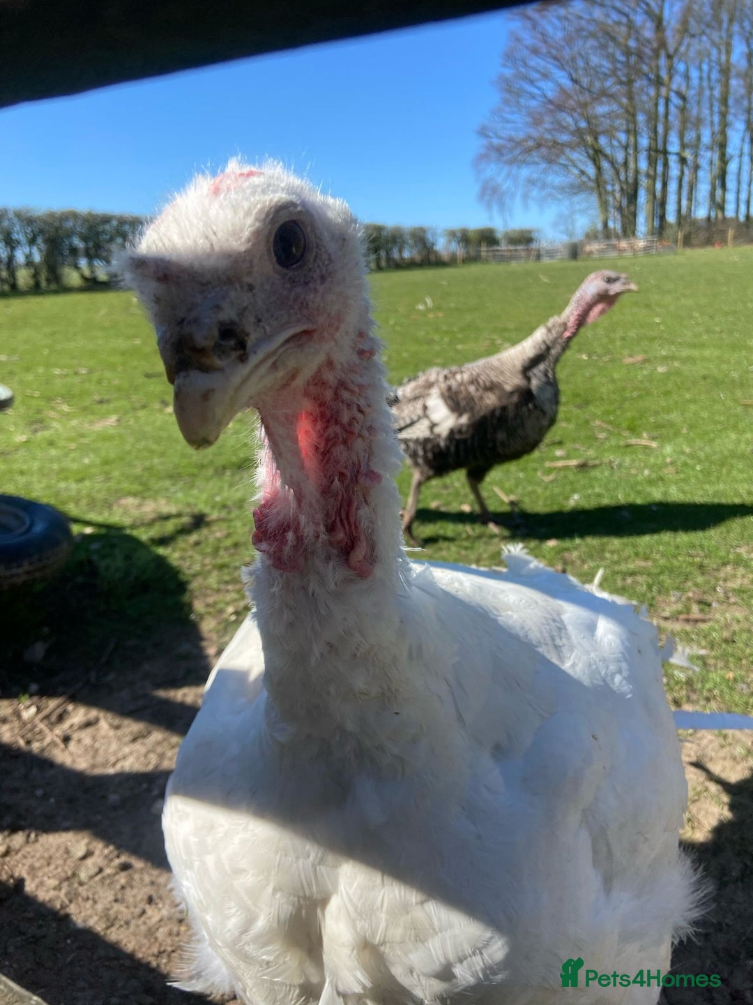 Turkeys poultry for sale: Mixed turkey poults / growers  - Image 6