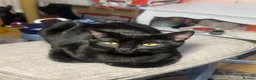 Bombay cats for sale: 7 Adorable kittens for sale. 6 males & 1 female - Advert 9