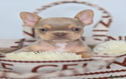 French Bulldog dogs for sale: Fluffy French Bulldogs/DNA Tested Parents  - Image 17