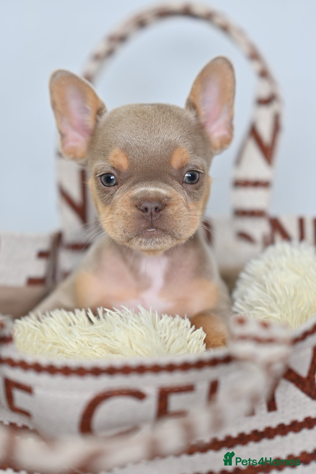 French Bulldog dogs for sale: Fluffy French Bulldogs/DNA Tested Parents  - Image 17