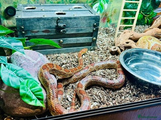 Corn Snake reptiles Corn Snakes x2 - Advert 1