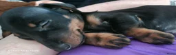 Dachshund dogs for sale: Minature daschund beautiful puppies - Advert 25